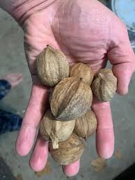 Carya laciniosa (Shellbark Hickory) Nuts for Sale in Central ...