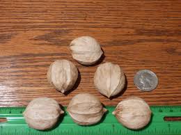 Grainger Shagbark Hickory Seedling, Prime Genetics, Zone 4 ...