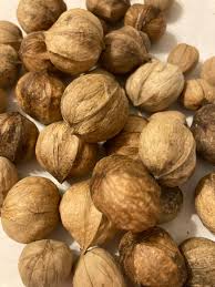 Shagbark Hickory Tree Seeds (CARYA OVATA) - Etsy