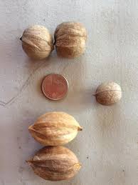 Are the bottom nuts a different species?