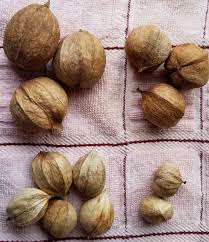 Small wide hickory nut ID - General Fruit Growing - Growing ...