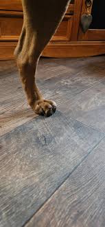 Dogs back legs and paws : r/vet