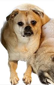 Happy Independence Day from CCHS Alum Juniper and Copper