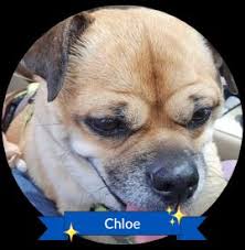 This is the most important recognition of the month. Our pup baby was chosen to be pup of the month! "Hello to September's Pup of the Month! Chloe is a resilient sweetheart!