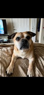 Meet Brick! Puggle? Beabull? Any guesses? : r/WhatBreedIsMyDog