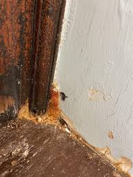 Is this mold in my classroom dangerous? I'm a pregnant teacher. : r/Mold