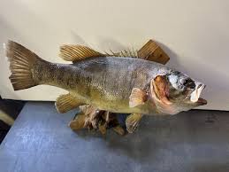 Vintage 18" Smallmouth Fish Wall Mount Bass On Driftwood ...