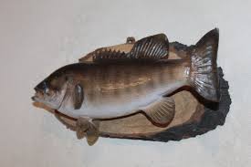 Taxidermy Trophy Smallmouth Bass Mount Real Skin Game Fish ...