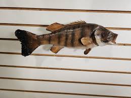 F1 Smallmouth Bass 16" Fish Taxidermy - Etsy