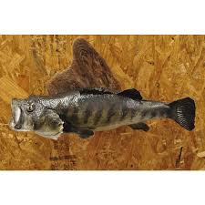 Vintage Largemouth Bass Real Skin Wall Mount Taxidermy ...