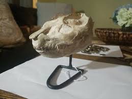 Oreodont Skull on metal stand, Leptauchenia, Fossil, Badlands South Dakota, Nice | eBay