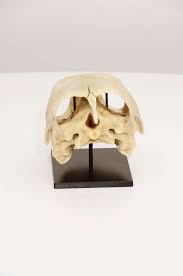 Giant Turtle Skull at 1stDibs | loggerhead turtle skull, loggerhead skull, loggerhead sea turtle skull