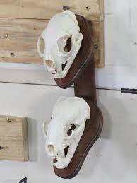 Sold at Auction: 2 Very Nice Skulls w/All Teeth, Bobcat & North American Badger TAXIDERMY