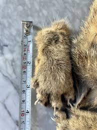 Jungle Cat's Paws and Tail for Sale - Shaman Amulets Store