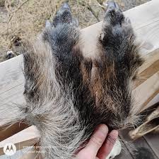 2 Wild Boar Paws Claws Hoof Hoove Taxidermy Hide Skin Fur ...