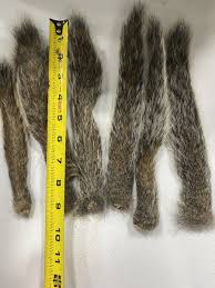 gray squirrel tails. fly tying. Lot If 6. | eBay