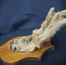 Vintage Deer Antlers on Wooden Shield Plaque Taxidermy ...