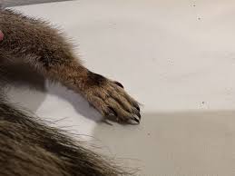 Flying Squirrel Beautiful Adorable Taxidermy Wall-Mount ...