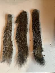 Three (3) Dehydrated Grey squirrel tail For fly tying. Bone ...