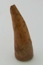 Spinosaurus tooth 57 mm. | eBay