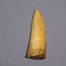 Spinosaurus Tooth Fossil A - SkeletonsAndSkullsSuperstore