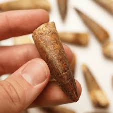 Spinosaurus Tooth | Cretaceous Period – Ancient Artifacts Shop