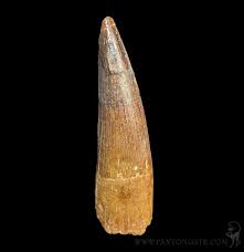 Large Spinosaurus Dinosaur Fossil Tooth For Sale | Paxton Gate