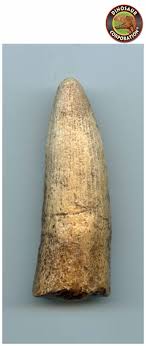 Spinosaurus Tooth | Fossil Replica