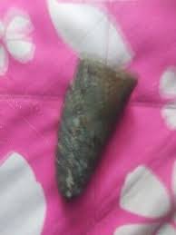 real dinosaur claw fossil | eBay
