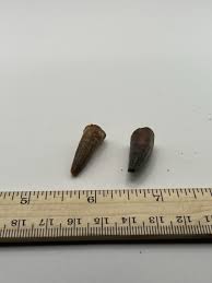 Spinosaurus 1.25” Set TOOTH Teeth Dinosaur Fossil before T ...