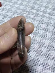 natural Ice Age Exquisite Tooth Fossils - Specimen | eBay