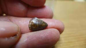 GEOLOGICAL ENTERPRISES Triassic fossil Phytosaur tooth ...