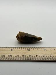 Spinosaurus 1.75” TOOTH Teeth Dinosaur Fossil before T Rex ...