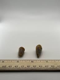 Spinosaurus 1.25” Set TOOTH Teeth Dinosaur Fossil before T ...