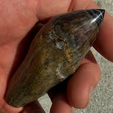A polished fossilized sperm whale tooth! Beauty is often ...