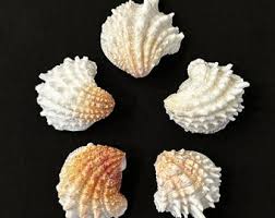 5 JUMBO SPINY JEWELBOXES Lot#2 - Etsy