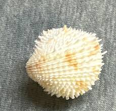 Freneixicardia victor 24.1mm !!! | eBay