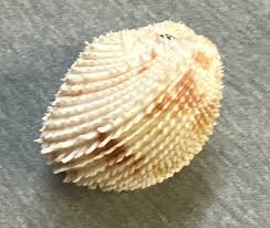 Freneixicardia victor 43.6mm !!! | eBay