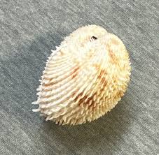 Freneixicardia victor 42mm !!! | eBay