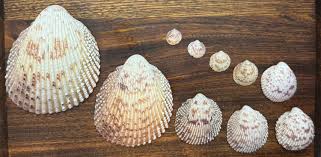 Ten Florida Prickly Cockle Shells - Etsy