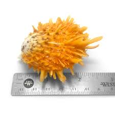 Orange Spiny Oyster Sea Shell Spondylus Squamosus Unique ...