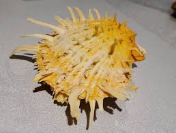 Spondylus americanus Gem Lion's Paw Yellow/Orange 5 inches ...