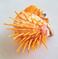 Seashell Spondylus Versicolor "armadilloensis" | Natural ...