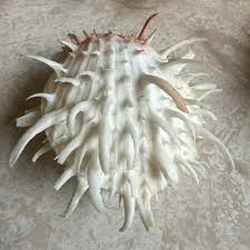 spiny oyster shells as home decor