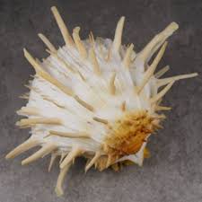 shellauction.net :: Spondylus americanus - 3575454