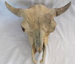 Buffalo Skull Bison Native American Natural History Old Fossil Artifact Decor | eBay