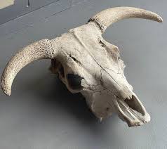 Vintage North American Steer Skull with Horns at 1stDibs | hereford bull skull, hereford skull, bull skull horns down