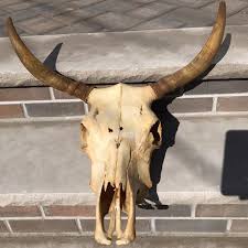 Other | Authentic Bison Skull Head | Poshmark