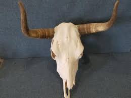 Vintage Real Cow Skull Auction | Auction Synergy
