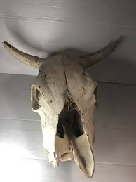 SUN Bleached Cow Skull Bull Horns Steers Southwestern Decor ...
